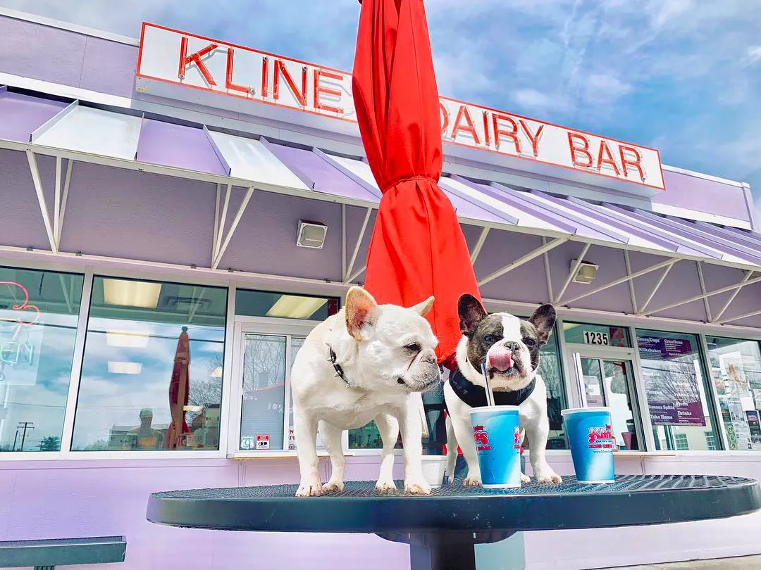 Two french Bulldogs on top of an outdoor table drinking milkshakes at Kline's Dairy Bar