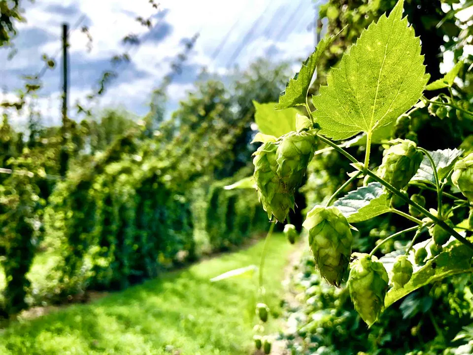 Hop Pickin' Party