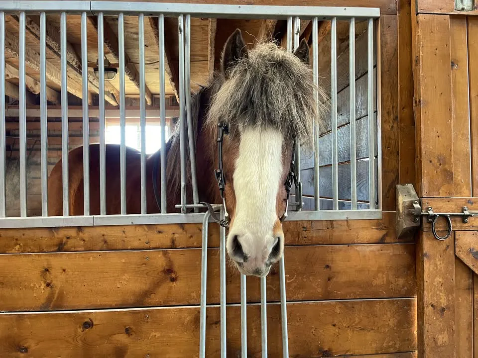 Pints & Ponies