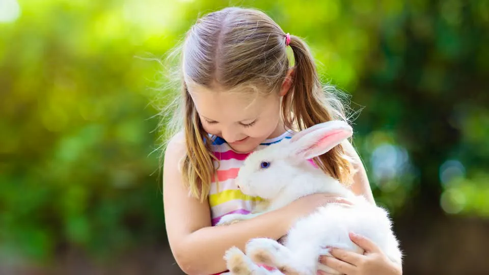 Petting Zoo