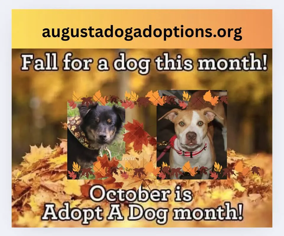 Fall for a Dog Adoption Event!