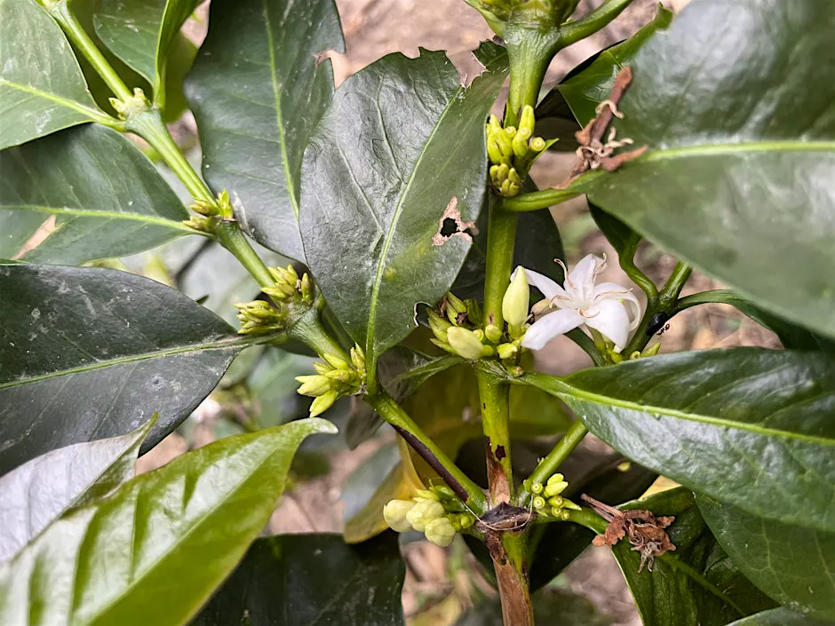 Coffee Talk: Seed to Cup