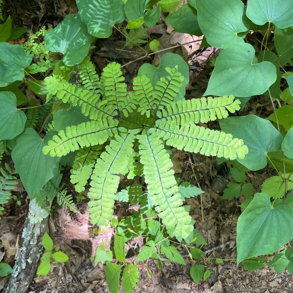 Medicinal Plants with Meg Madden